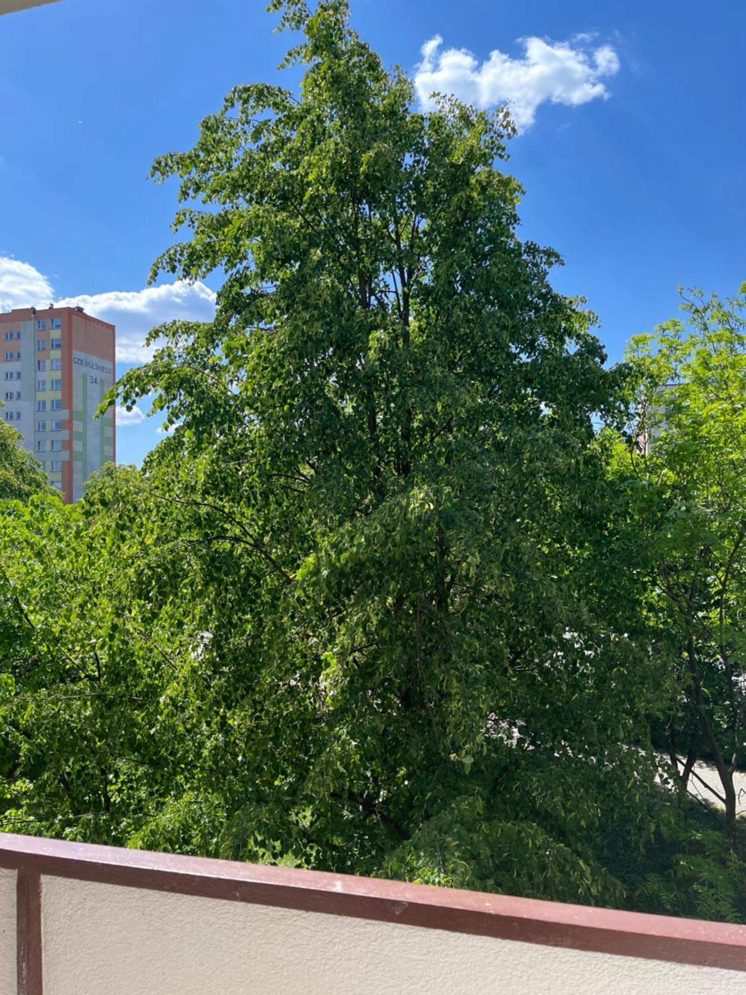 Apartament Rubinowy Torun Exterior photo